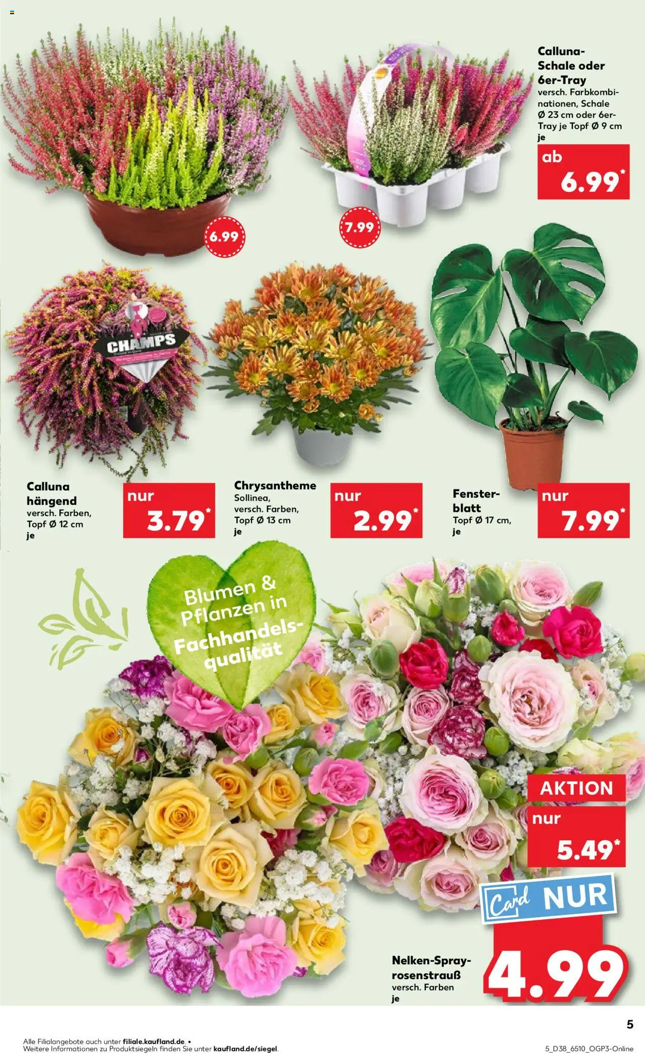 Kaufland prospekt Bremen	 – gültig ab 18.09.2025 | Seite: 5 | Produkte: Blumen