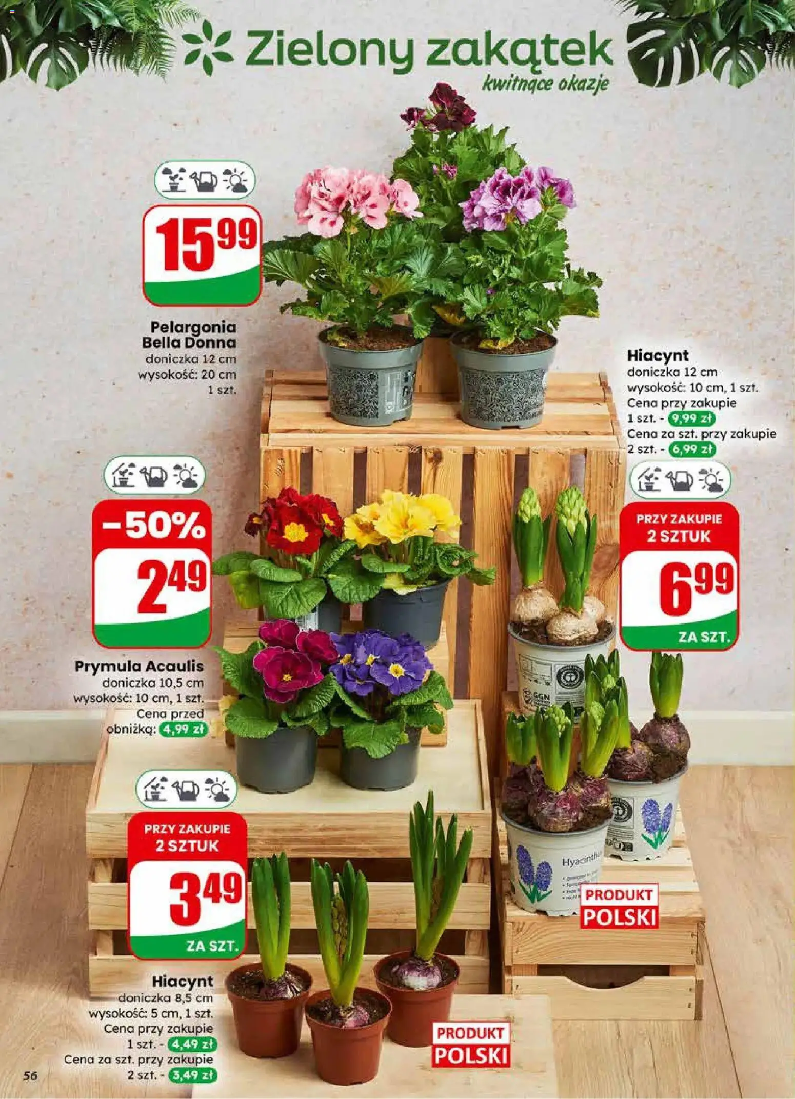 Dino Gazetka od 25.02.2026 | Strona: 56 | Produkty: Doniczka