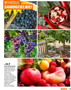 Pogląd oferty "OBI gazetka - Ogród" - ważna od 11.03.2026 | Strona: 105 | Produkty: Borówka amerykańska, Champagne, Drzewka owocowe