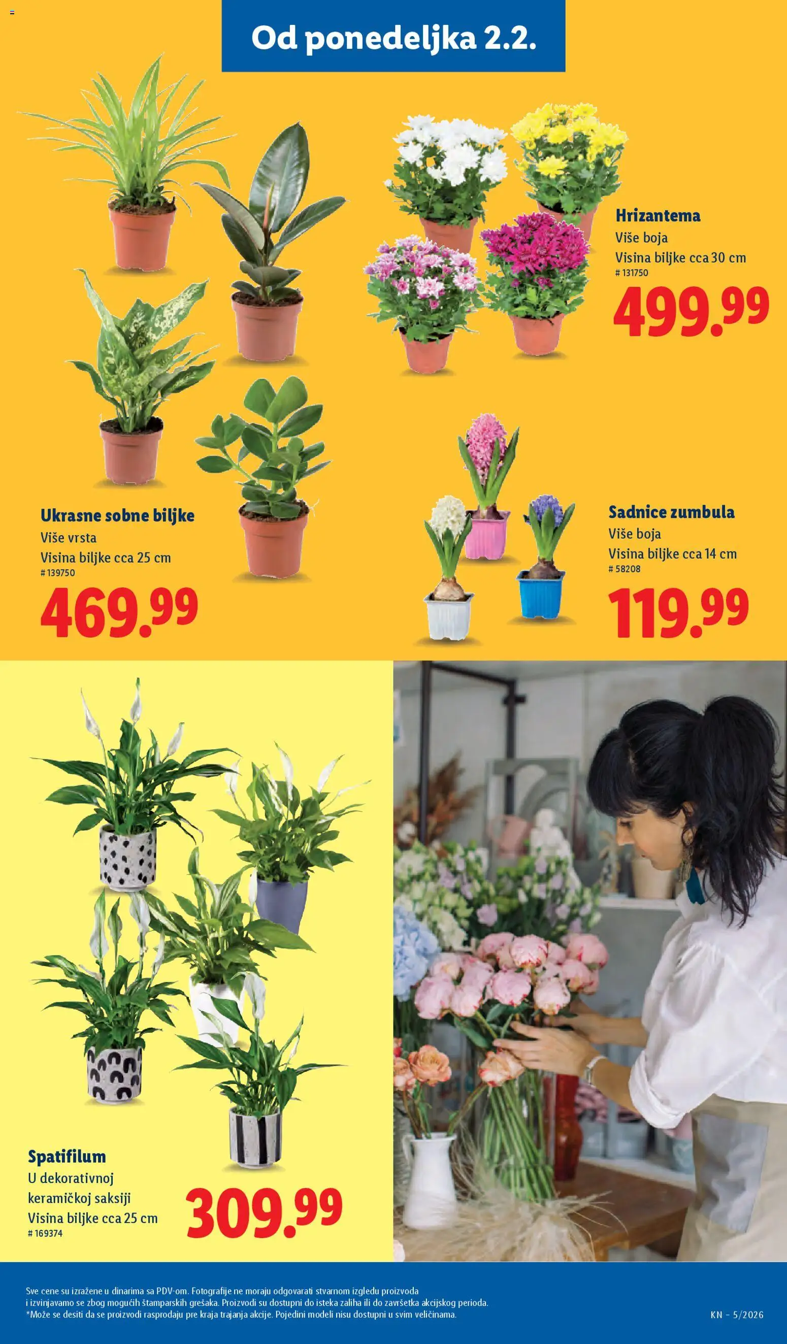 Lidl katalog - važi od 29.01.2026 | Strana: 43 | Proizvode: Sobne biljke, Hrizantema