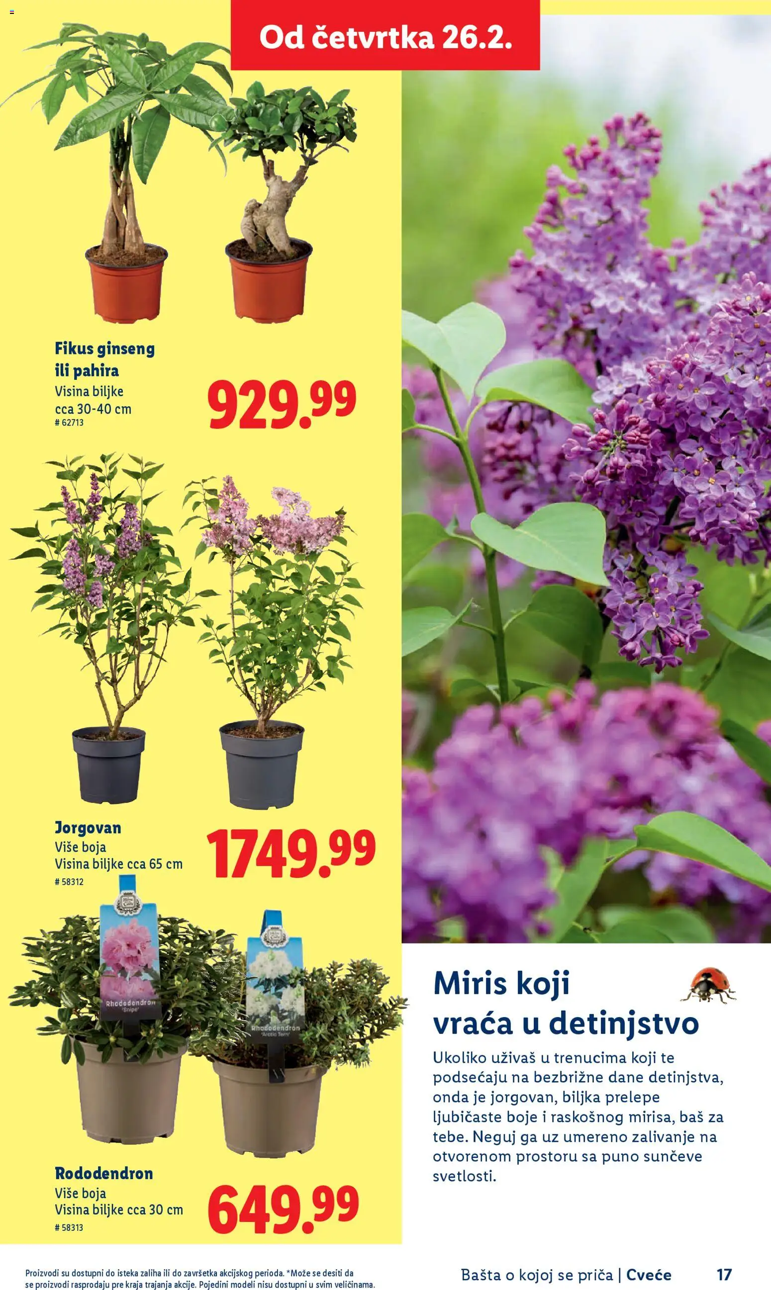 Lidl katalog - važi od 26.02.2026 | Strana: 17 | Proizvode: Miris, Cvece