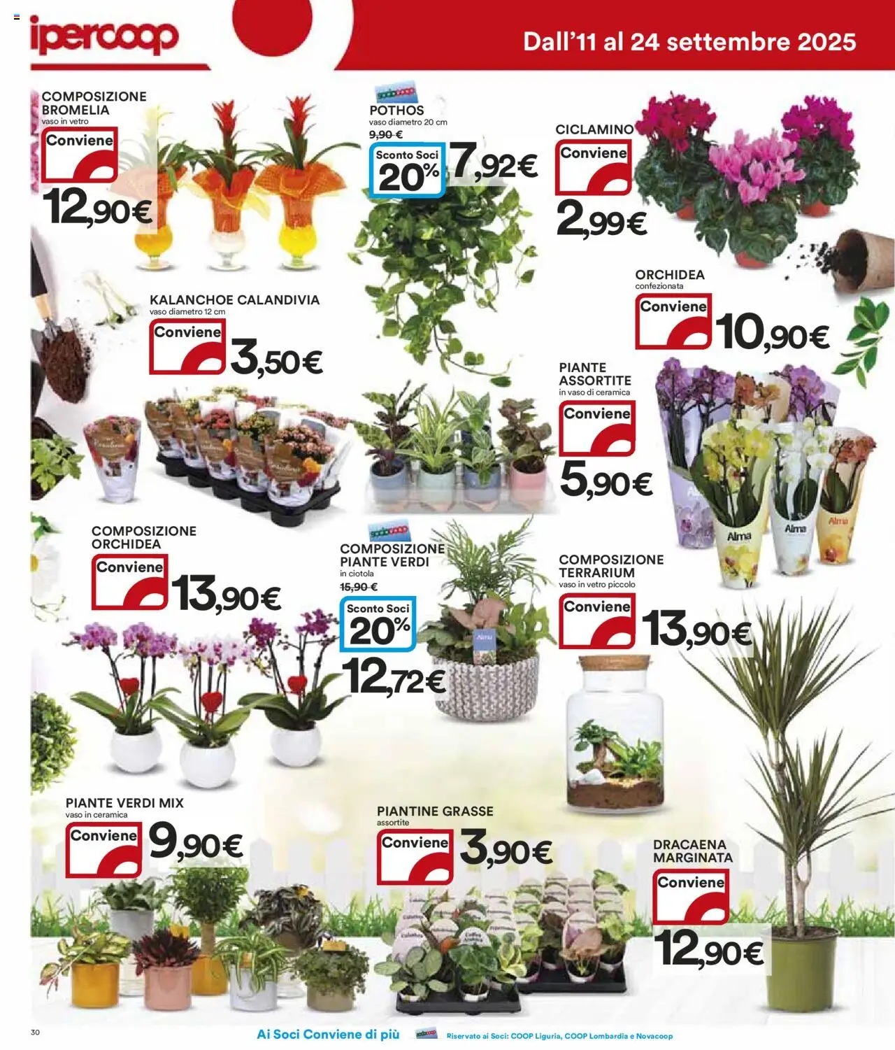 Volantino Ipercoop del 11.09.2025 | Pagina: 30 | Prodotti: Orchidea, Ciotola, Vaso