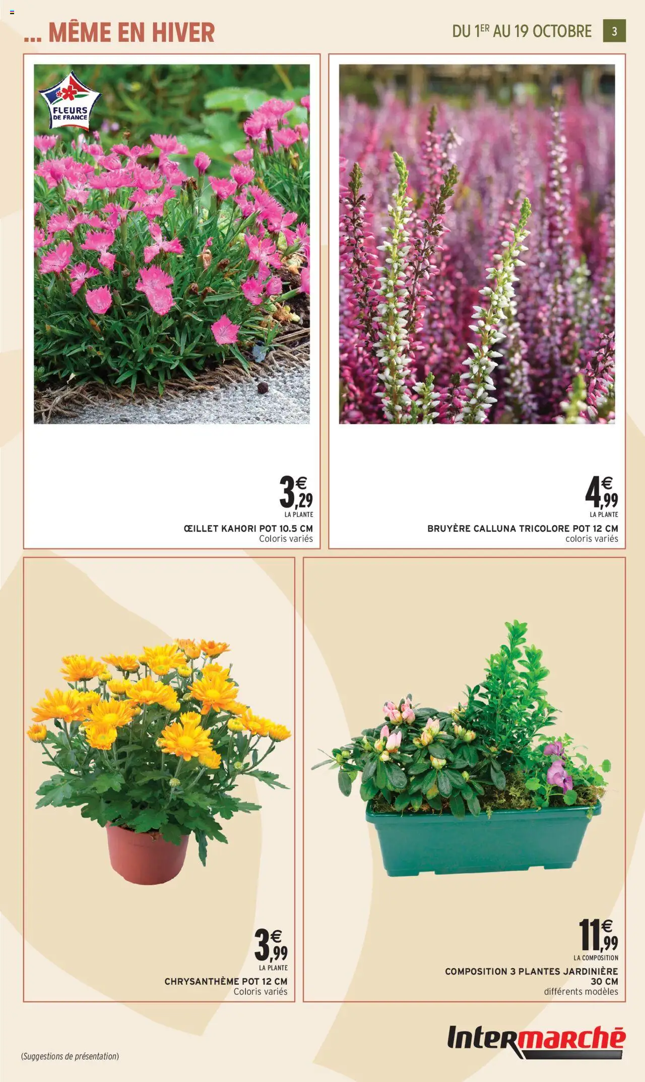  | Page: 3 | Produits: Plantes, Jardinière, Chrysanthème