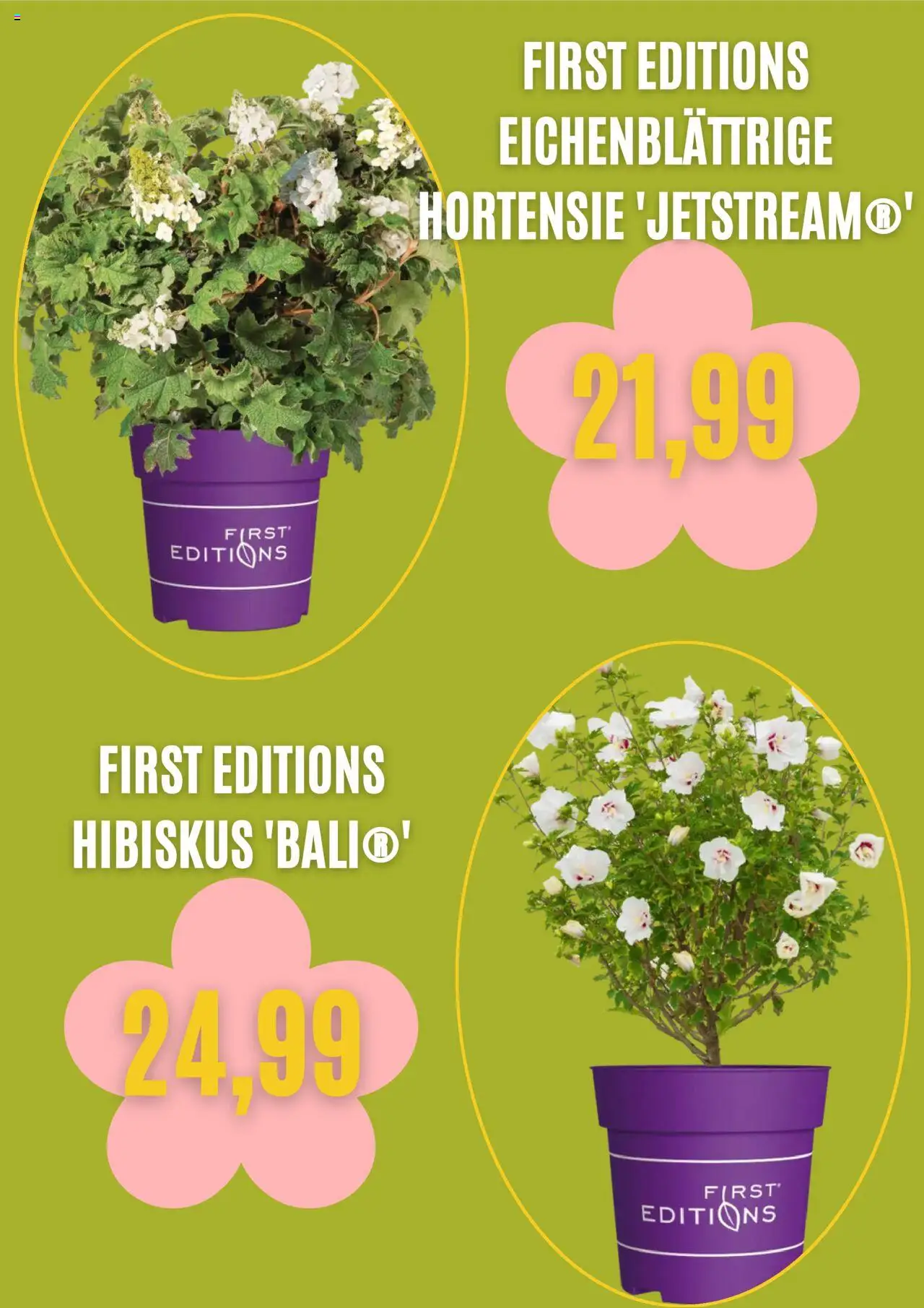 Blumen Risse Prospekt 	 – gültig ab 03.09.2025 | Seite: 5 | Produkte: Hortensie