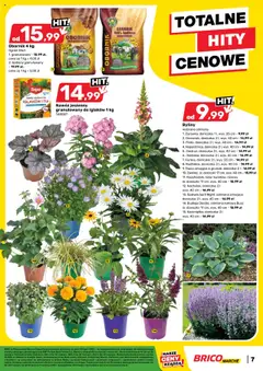 Brico Marché Gazetka od 30.07.2025 | Strona: 8 | Produkty: Trawy, Doniczka, Doniczki