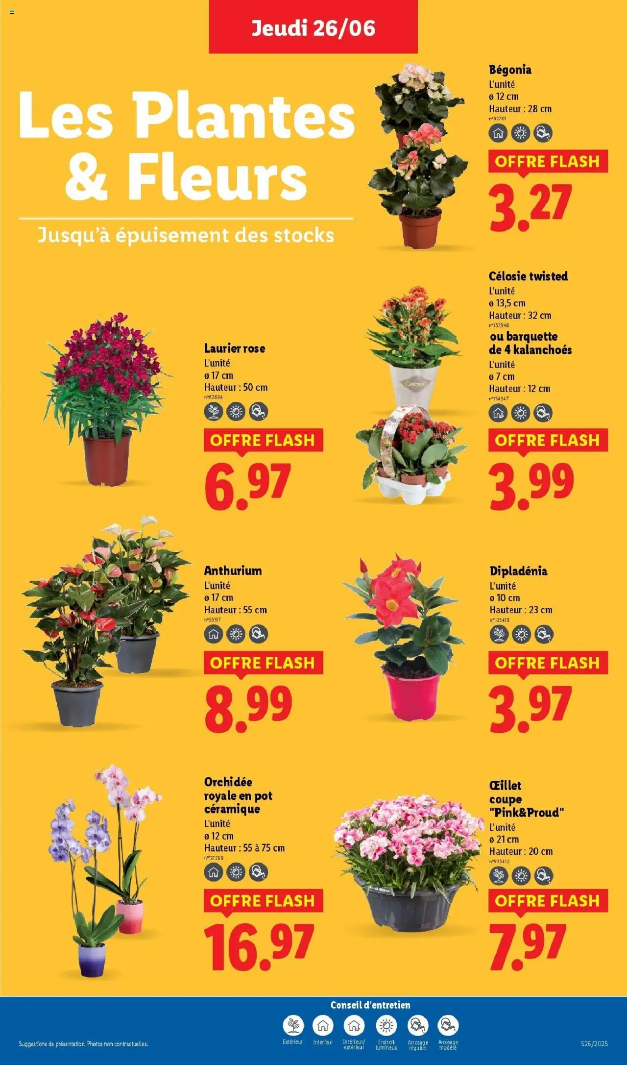  | Page: 29 | Produits: Laurier Rose, Plantes, Dipladénia, Orchidée