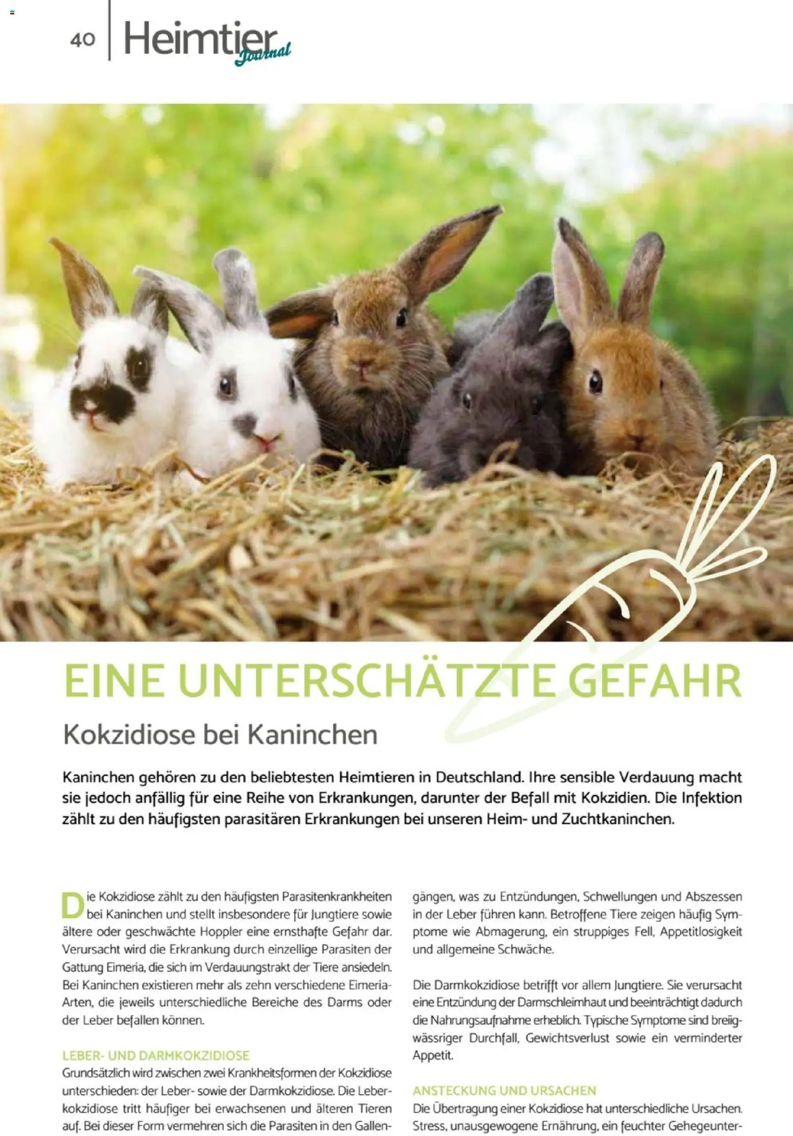 zookauf  Heimtier Journal – gültig ab 01.02.2026 | Seite: 40 | Produkte: Kaninchen