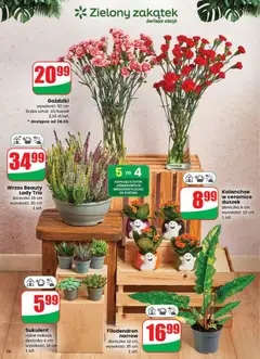 Pogląd oferty "Kalanchoe w ceramice duszek, doniczka 6 cm, wysokość: 10 cm, 1 szt." - ważna od 22.10.2025 | Strona: 56