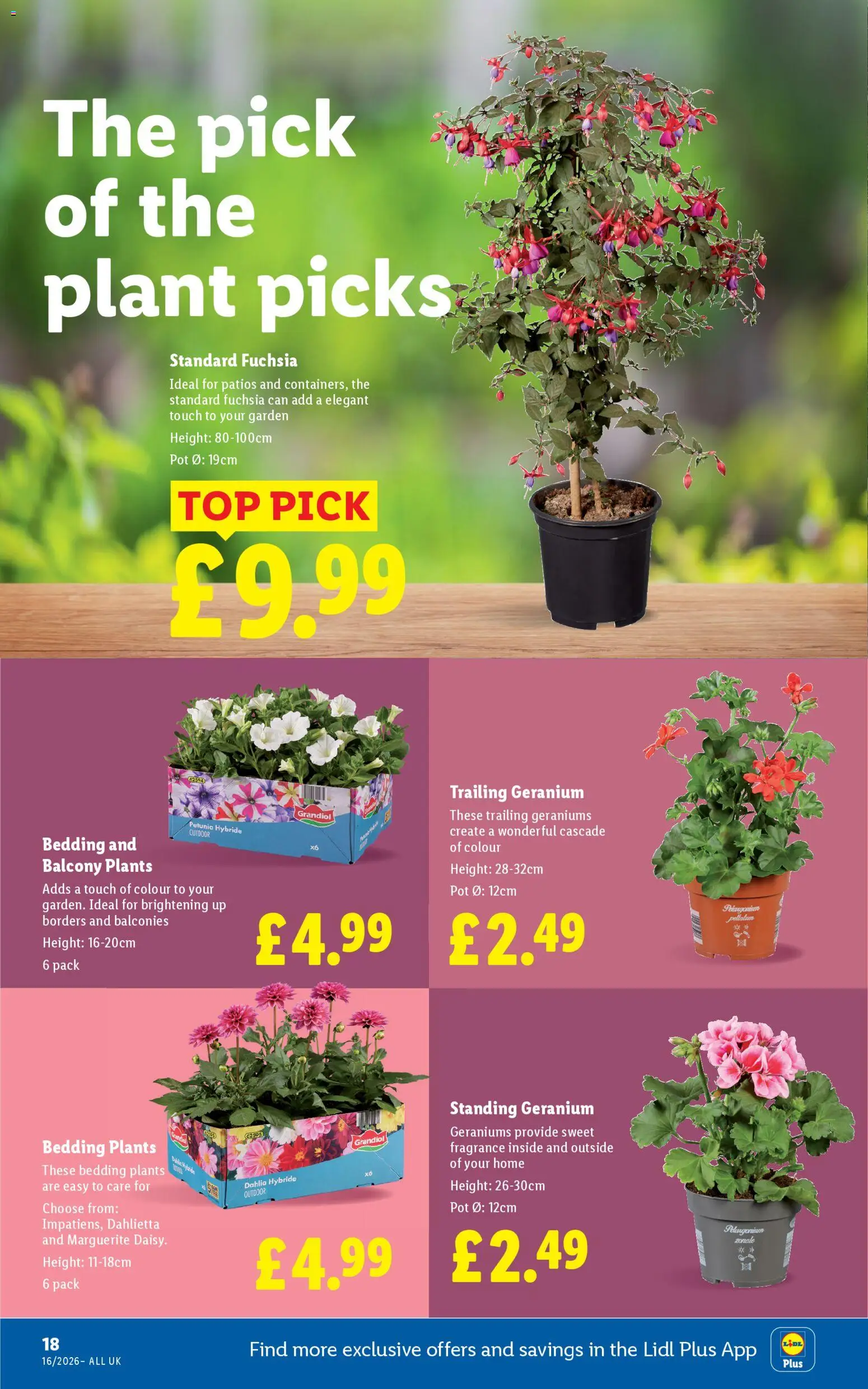 {H1} | Page: 20 | Products: Pot, Fragrance, Petunia, Kumina