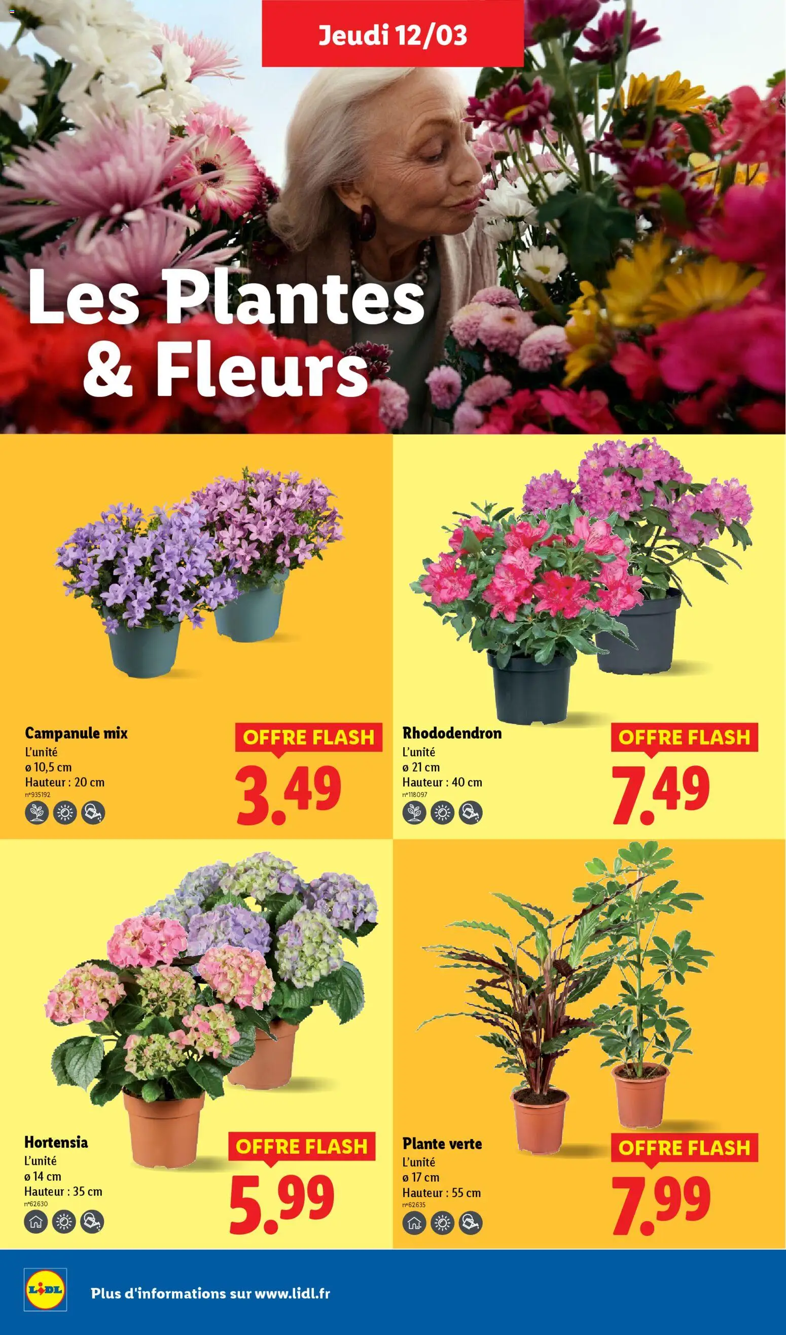 {H1} | Page: 26 | Produits: Hortensia, Rhododendron, Plantes, Plante verte
