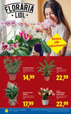 Ofertele Lidl valabile de la 22.12.2025 | Pagină: 28 | Produse: Trandafir, Bromelia, Ghiveci