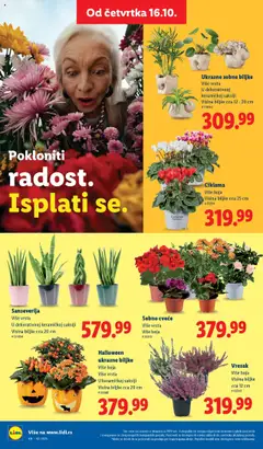 Ukrasne sobne biljke, Više vrsta. U dekorativnoj keramičkoj saksiji. Visina biljke cca 12 - 20 cm - pregled Lidl kataloga - važi od 16.10.2025 | Strana: 48 | Proizvode: Sobne biljke, Cvece