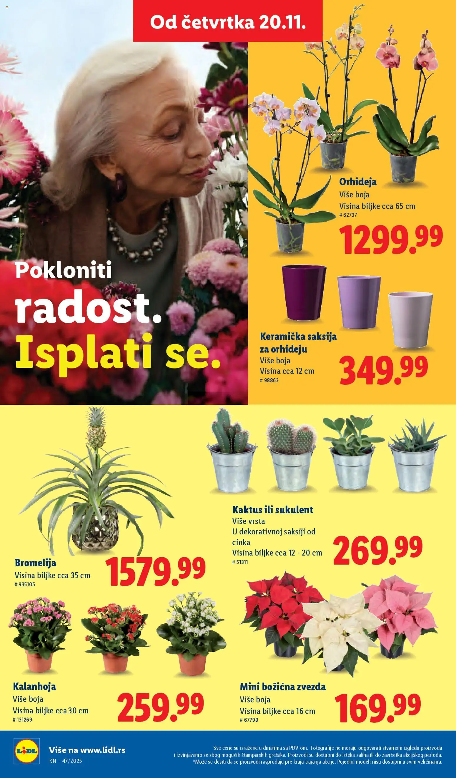 Lidl katalog - važi od 20.11.2025 | Strana: 46 | Proizvode: Kalanhoja, Saksija, Orhideja
