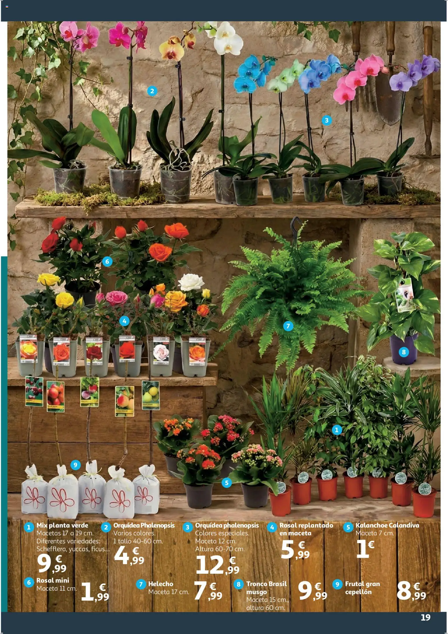 Alcampo - HP Blanco │ válido desde el 09.01.2026 | Página: 19 | Productos: Maceta