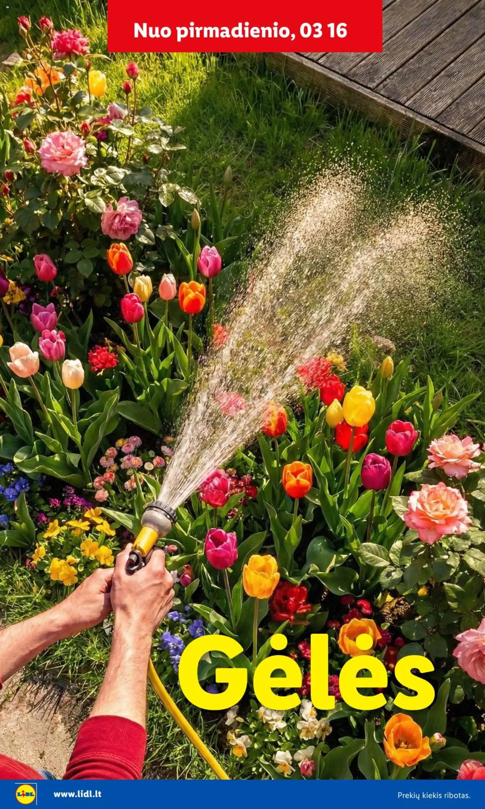 LIDL akcijos nuo 09.02.2026 | Puslapis: 17