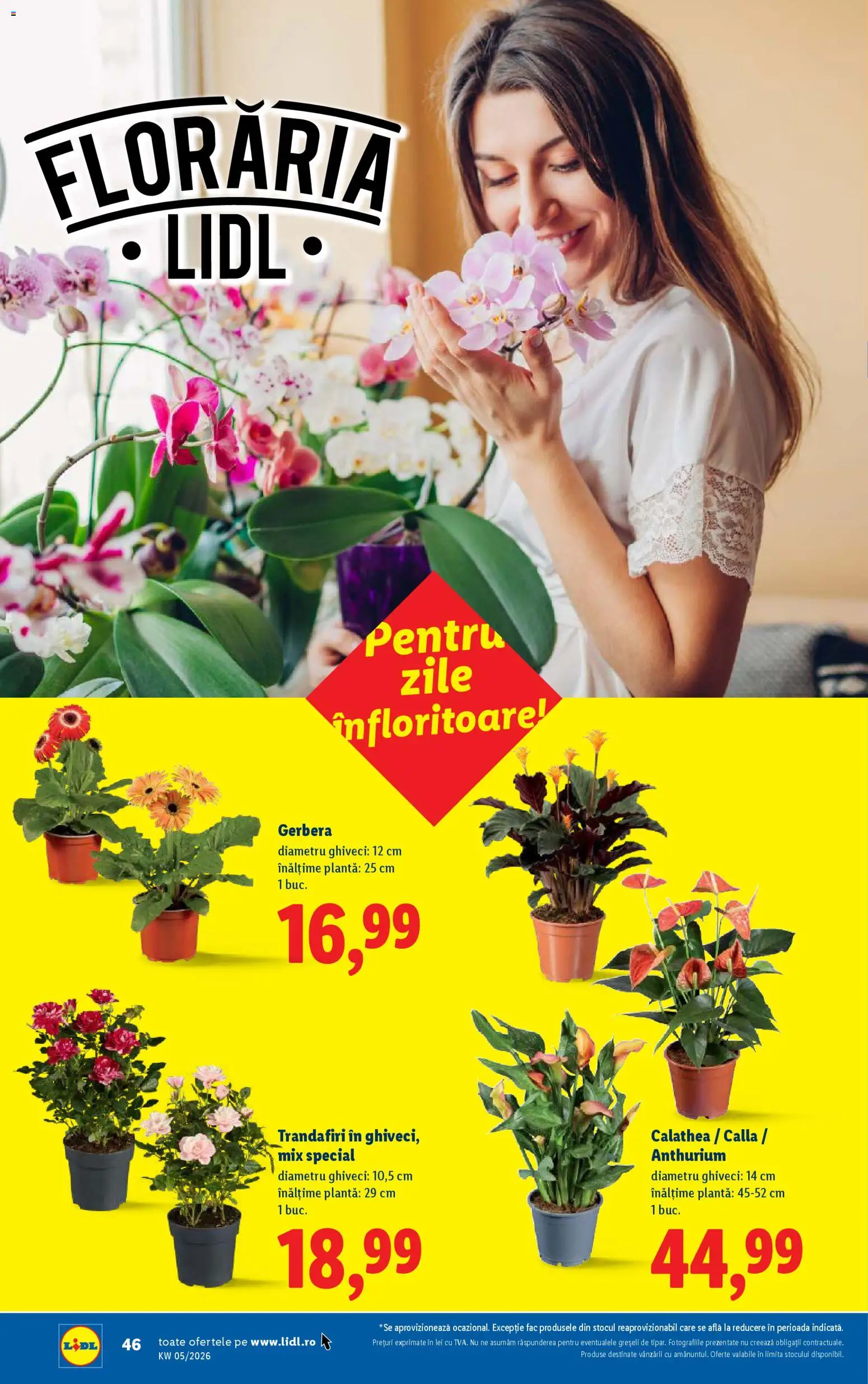 Noul catalog Lidl – valabil de la 26.01.2026 | Pagină: 46 | Produse: Ghiveci