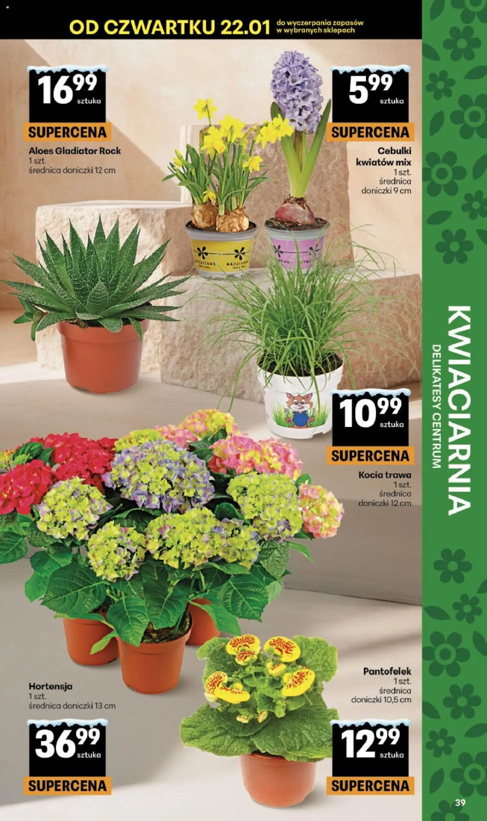 Delikatesy Centrum Gazetka - Sklepy Własne od 22.01.2026 | Strona: 39 | Produkty: Aloes, Delikatesy, Doniczki