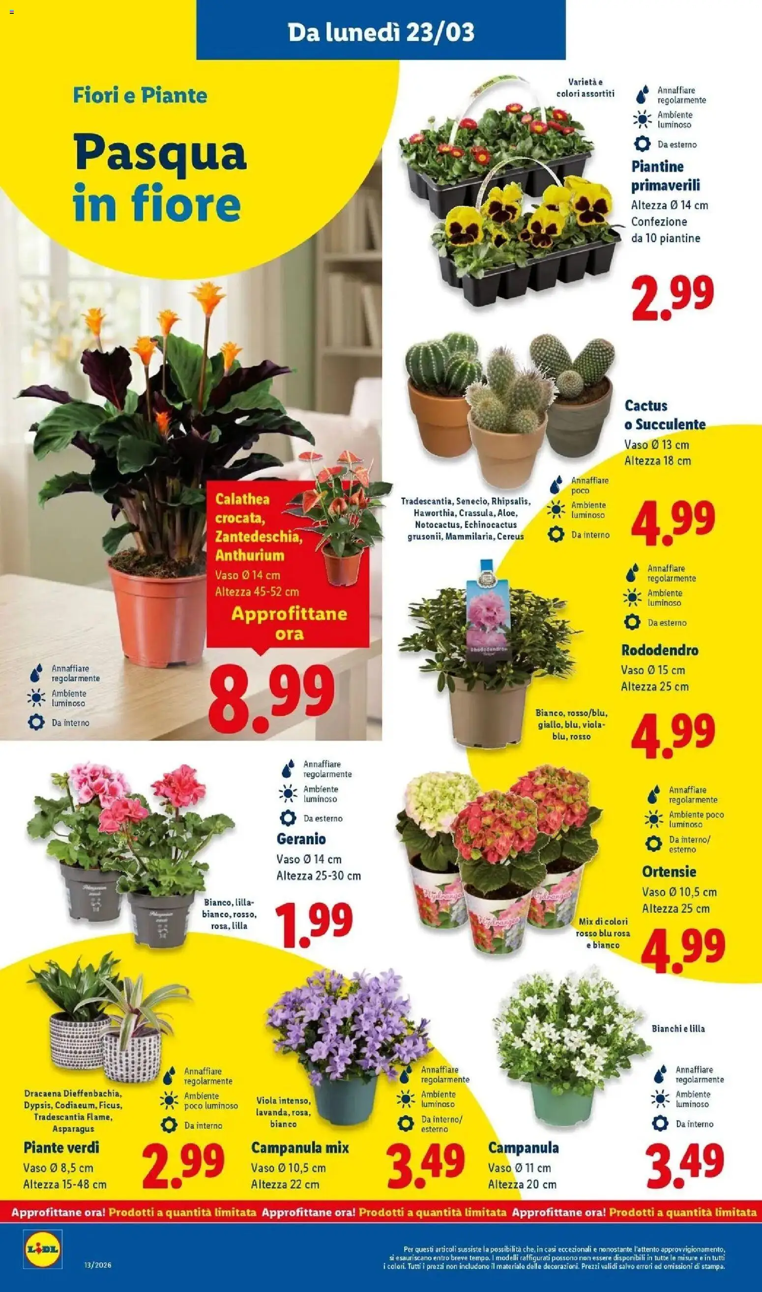 Volantino Lidl del 22.03.2026 | Pagina: 34 | Prodotti: Cactus, Vaso