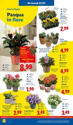 Anteprima del volantino Cactus o Succulente, Vaso Ø 13 cm, Altezza 18 cm valido a partire dal 23.03.2026 | Pagina: 34 | Prodotti: Cactus, Vaso