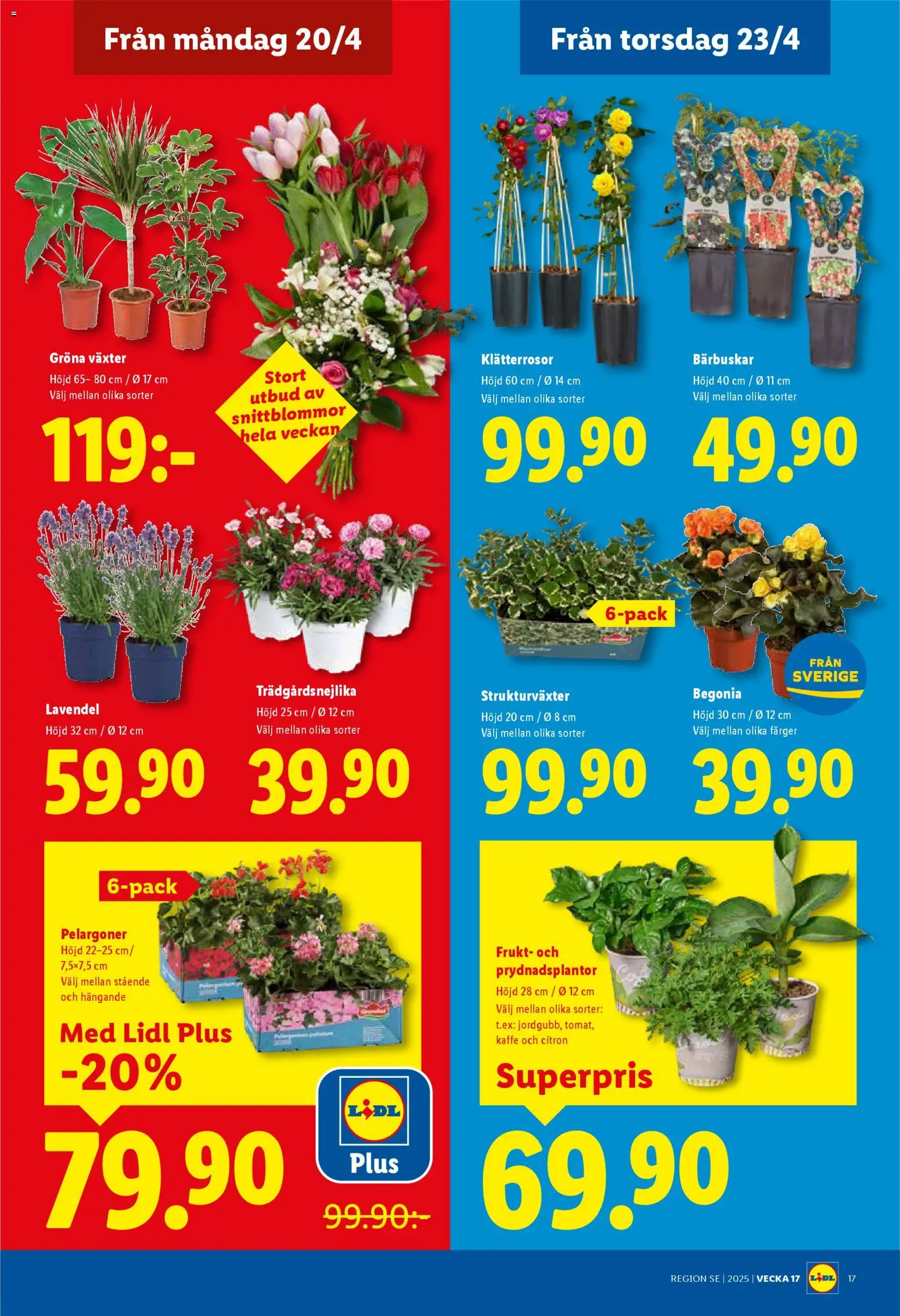 Lidl reklamblad aktuell från 20.04.2026 | Sida: 19 | Produkter: Lavendel, Kaffe, Citron