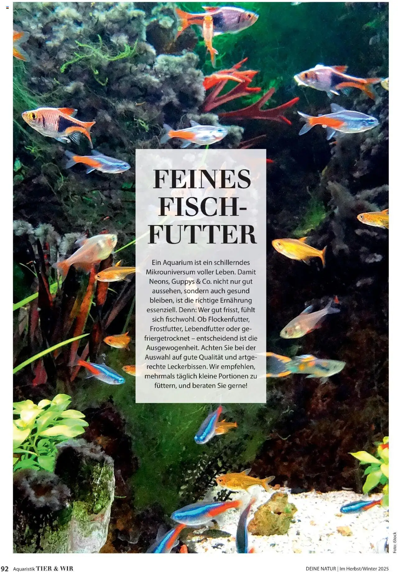 Dehner  Flugblatt gültig ab 10.10.2025 | Seite: 92 | Produkte: Fisch