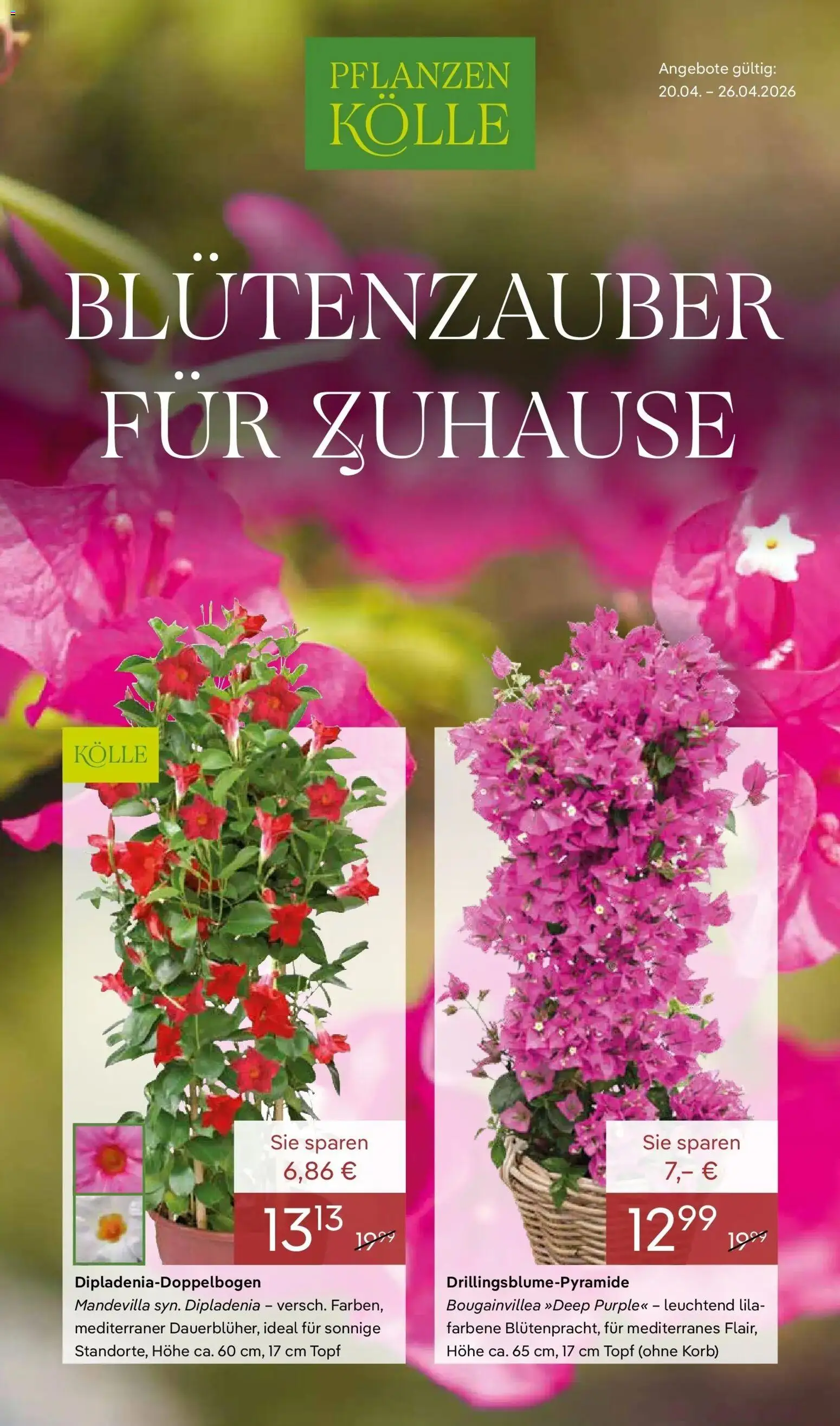 Pflanzen-Kölle Blütenzauber für Zuhause – gültig ab 20.04.2026 | Seite: 1 | Produkte: Korb