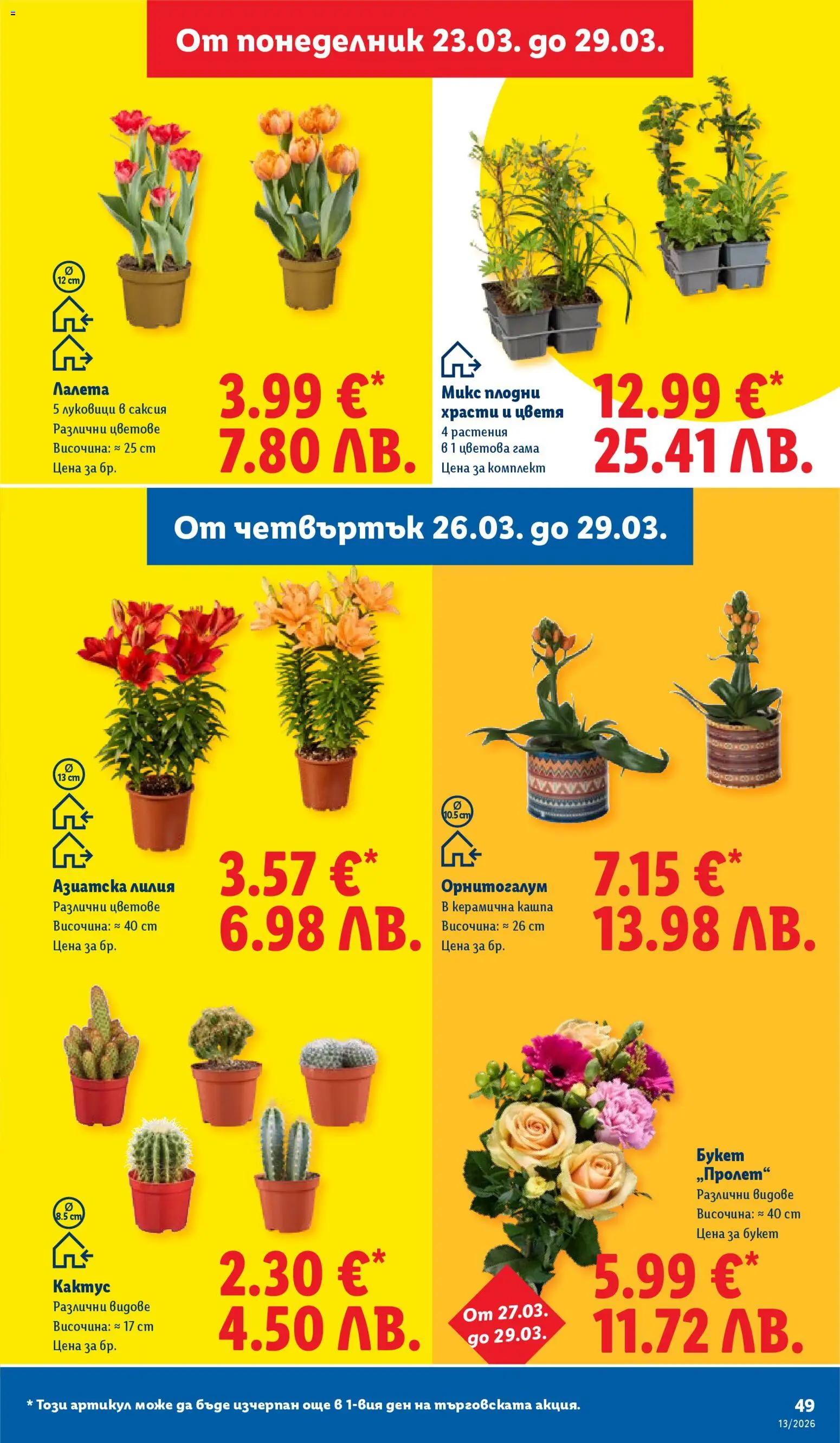 {H1} | Страница: 49 | Продукти: Саксия