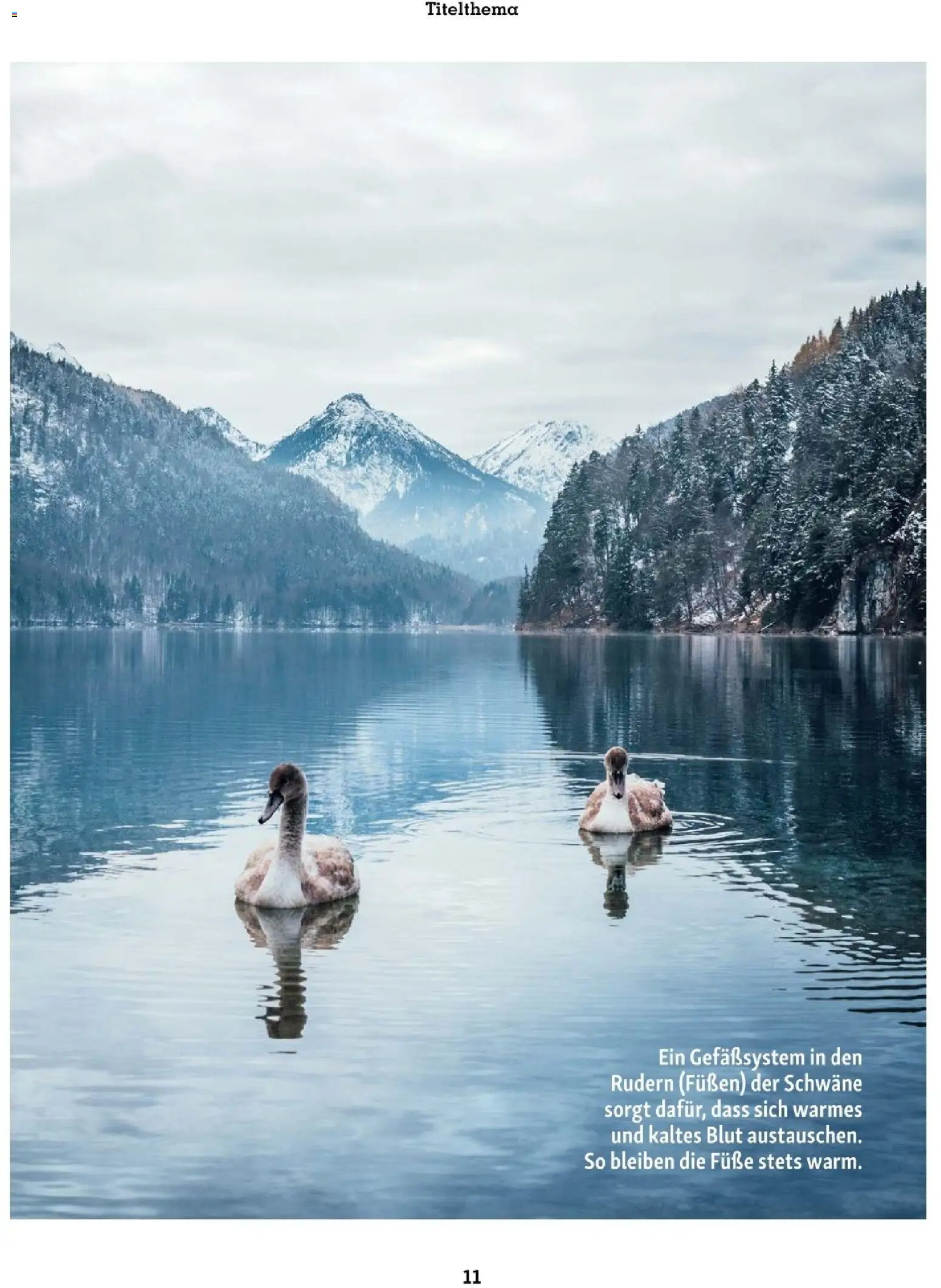 Fressnapf Friends 01/26 gültig ab 01.01.2026 | Seite: 11