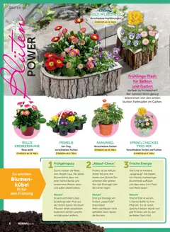 Norma NORMAgazin März/April 2026 ab 01.03.2026 gültig | Seite: 6 | Produkte: Blumen, Bürste, Blumenerde, Wasser
