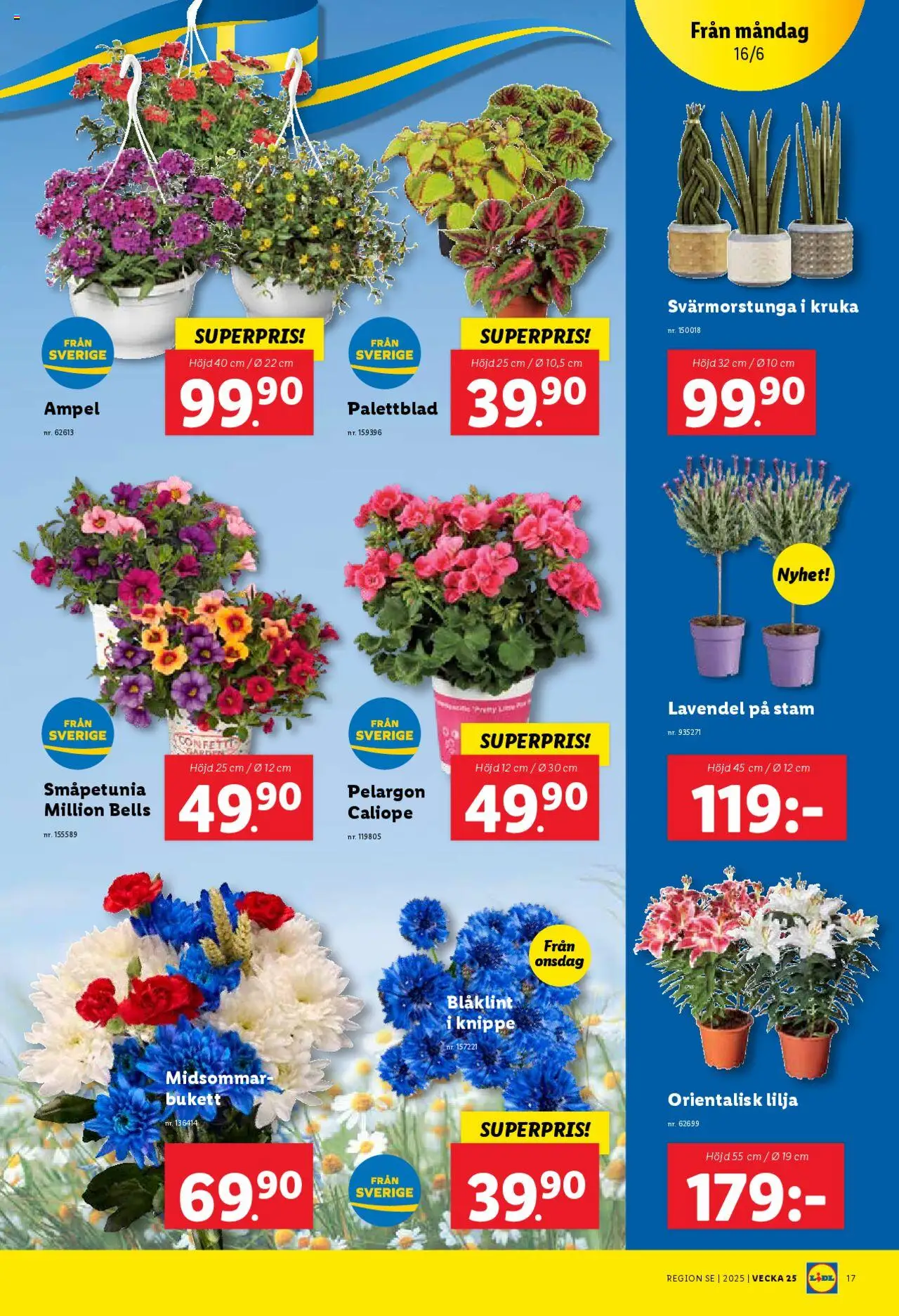 Lidl reklamblad aktuell från 16.06.2025 | Sida: 19 | Produkter: Lavendel, Pelargon, Kruka