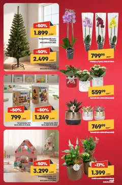 Orhideja sa 2 grane, visina 55-60cm, Orchid with 2 branches, height 55-60cm - pregled Mega Maxi kataloga - važi od 11.12.2025 | Strana: 2