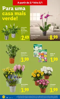 Pré-visualização Lírio da Paz em Vaso de Cerâmica, Planta de interior, Vaso: 7 cm válido de 05.01.2026 | Página: 22 | Produtos: Vaso