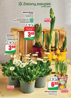 Pogląd oferty "Stokrotka, doniczka 11 cm, wysokość: 5 cm, 1 szt., dostępne od 19.03." - ważna od 18.03.2026 | Strona: 56 | Produkty: Stokrotka, Doniczka