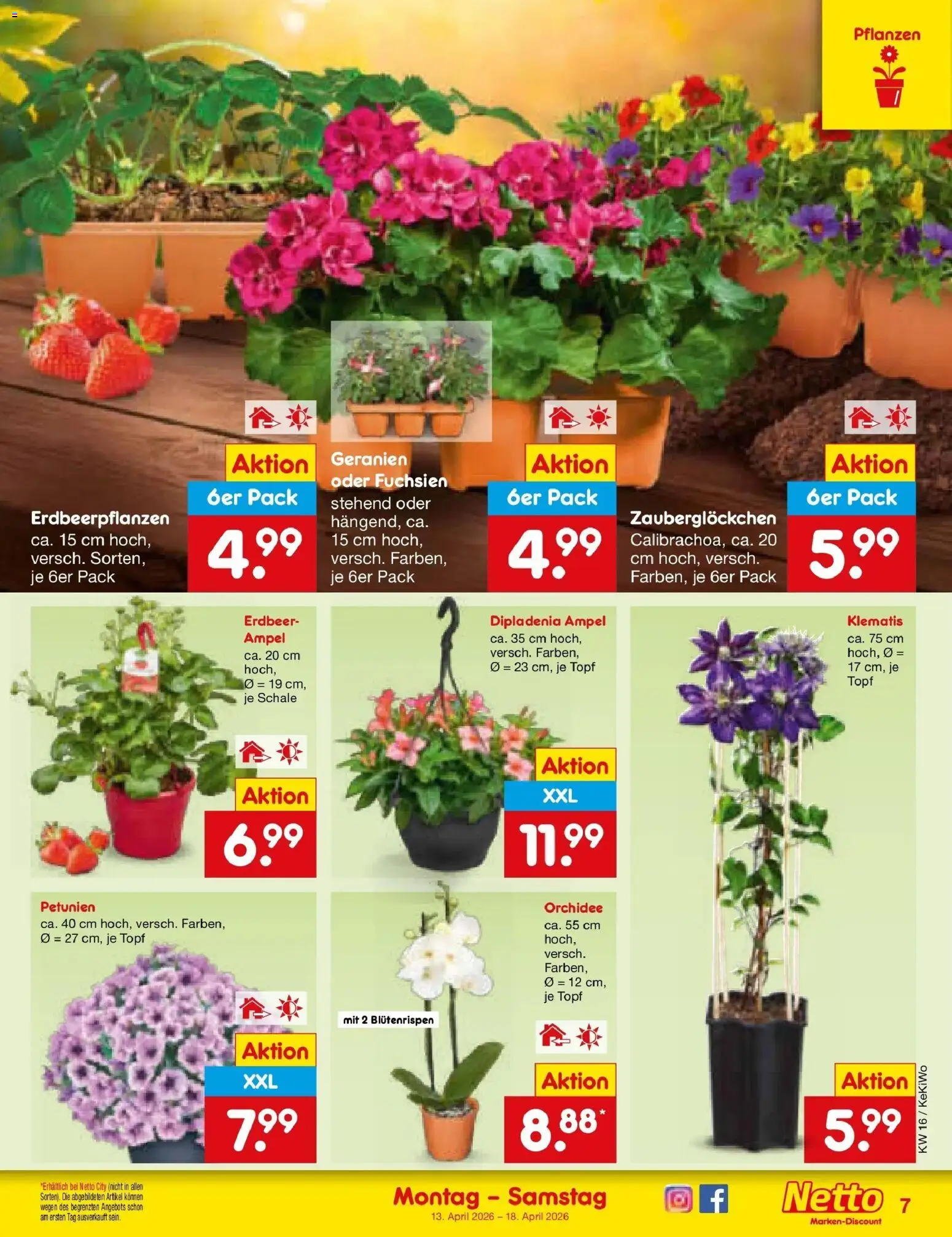 Netto Marken-Discount Prospekt Bonn	 – gültig ab 13.04.2026 | Seite: 9 | Produkte: Orchidee, Geranien