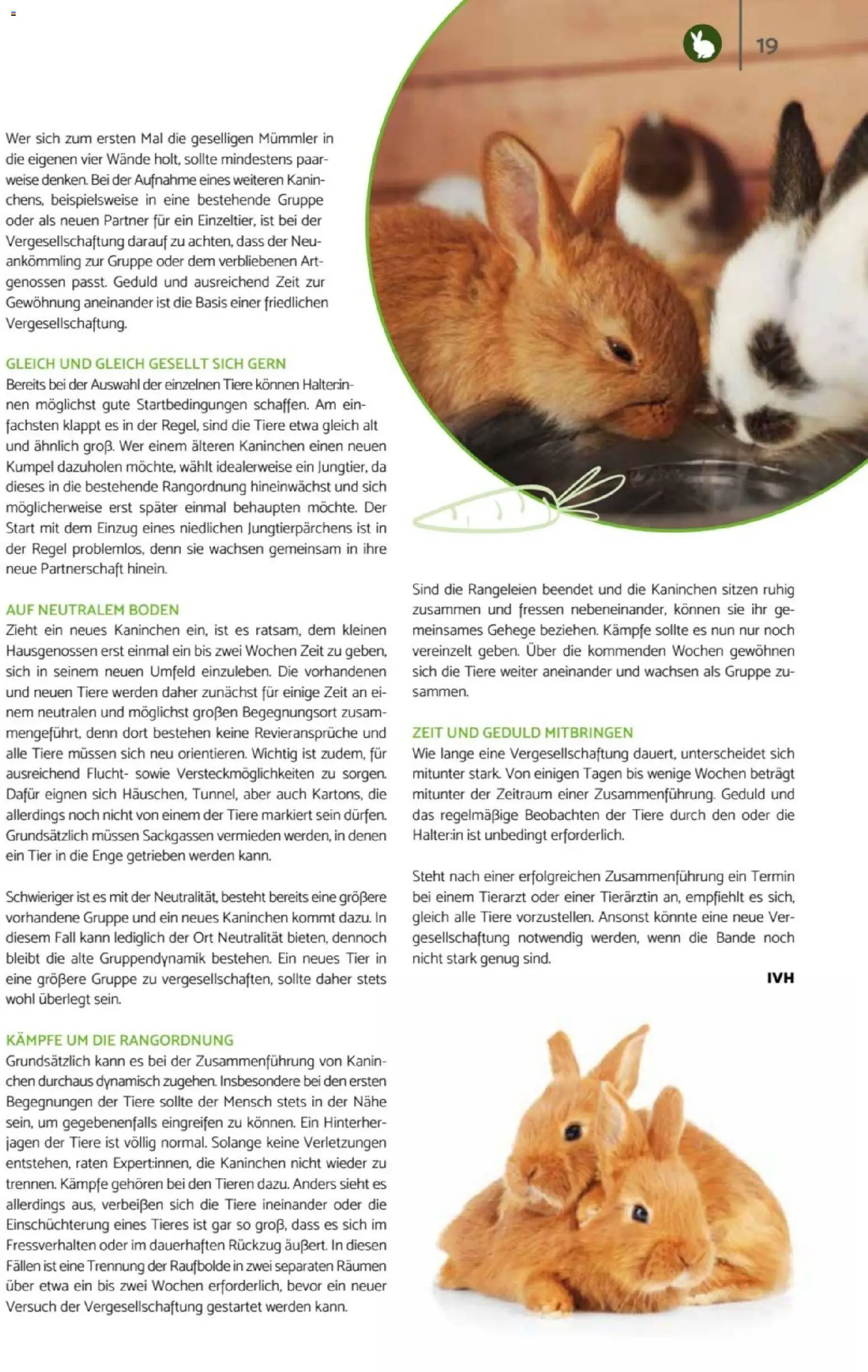 zookauf Heimtier Journal – gültig ab 01.04.2026 | Seite: 19 | Produkte: Kaninchen