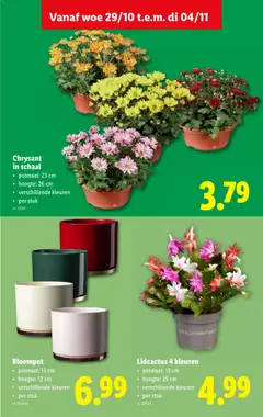 Chrysant in schaal, potmaat: 23 cm, hoogte: 26 cm, verschillende kleuren, per stuk - Voorbeeld van een folder van Lidl, geldig van 29.10.2025 | Pagina: 32 | Producten: Pot, Schaal