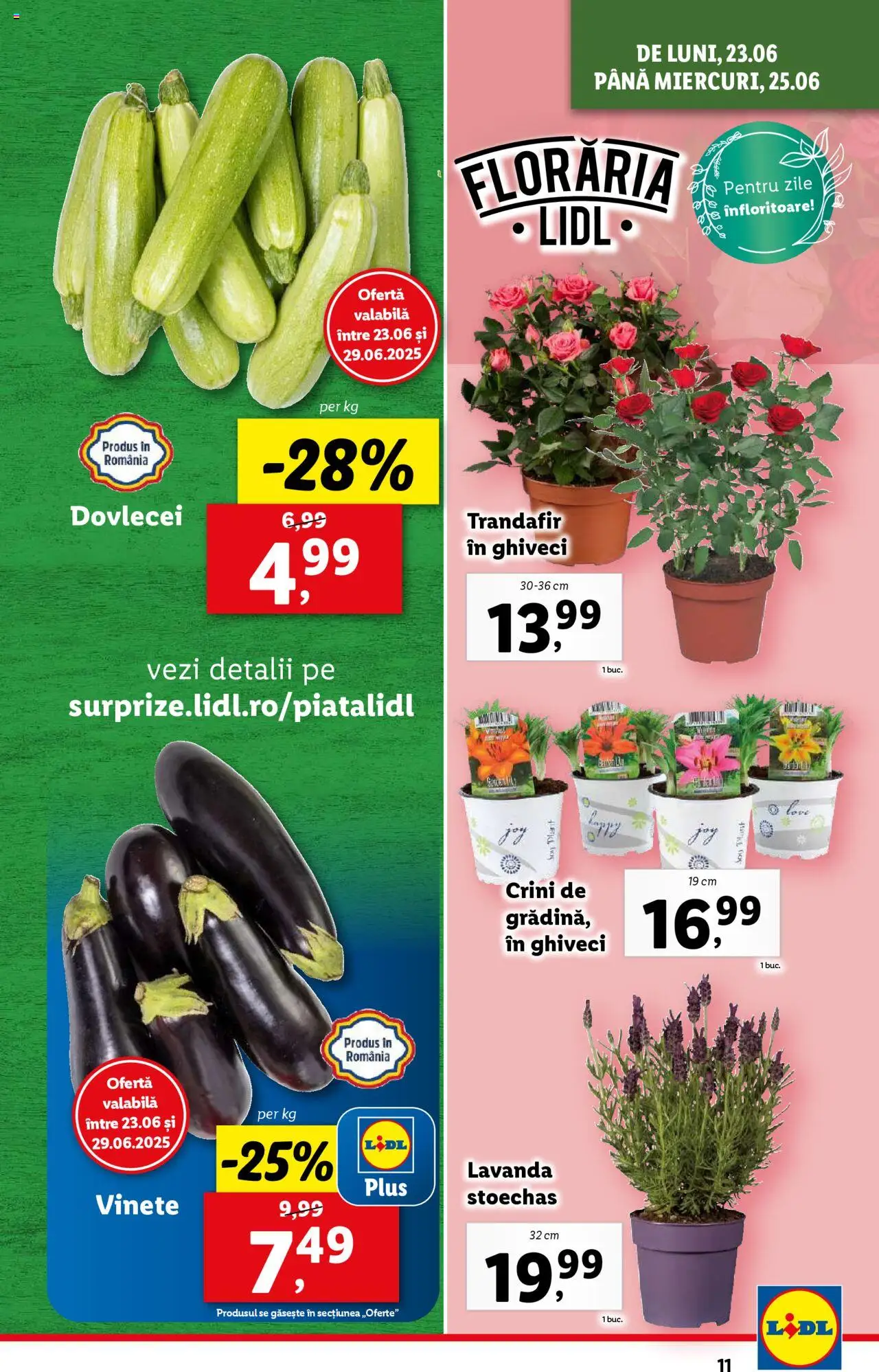 Catalog Lidl – valabil de la 23.06.2025 | Pagină: 11 | Produse: Trandafir, Ghiveci