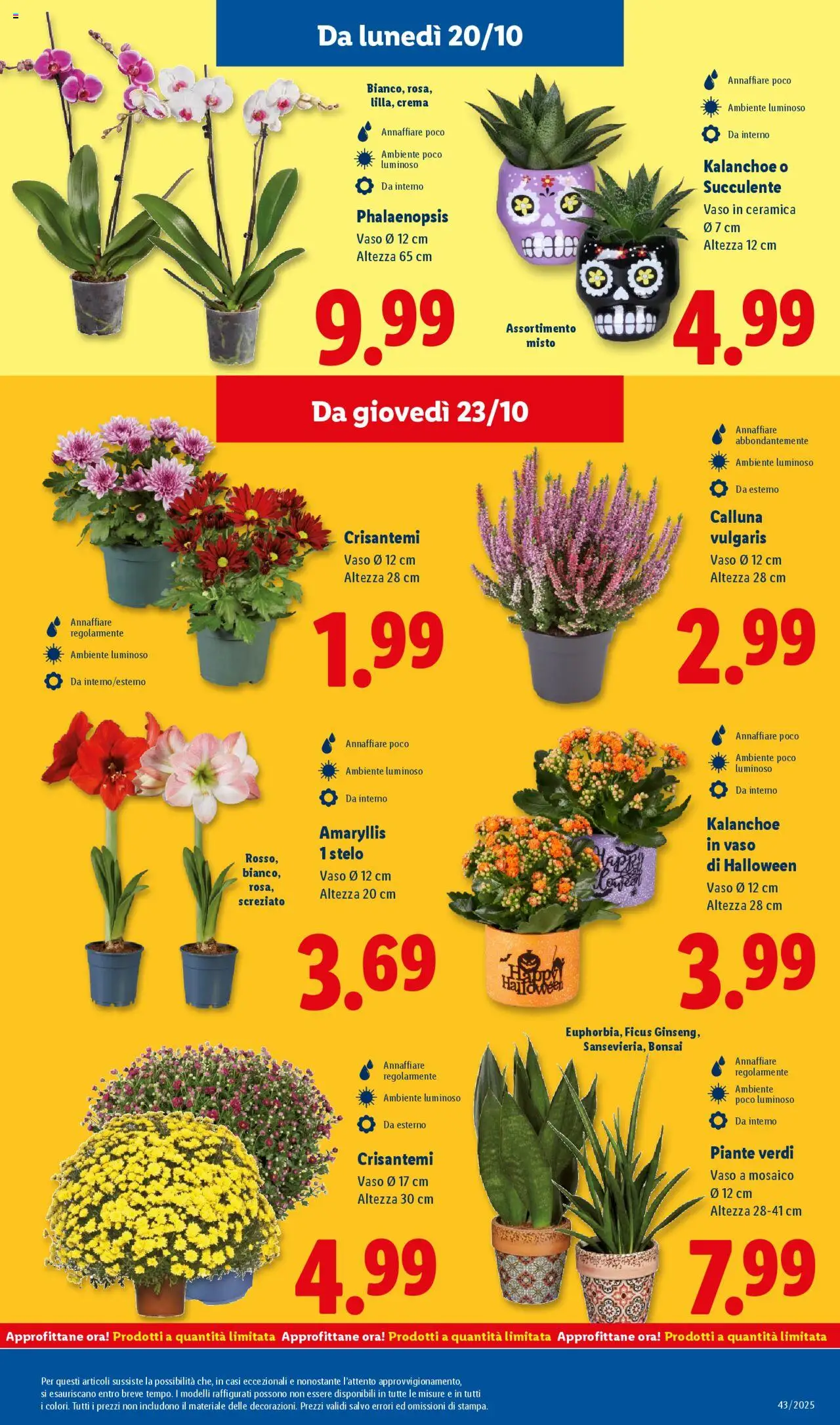 Volantino Lidl del 20.10.2025 | Pagina: 41 | Prodotti: Crema, Crisantemi, Vaso