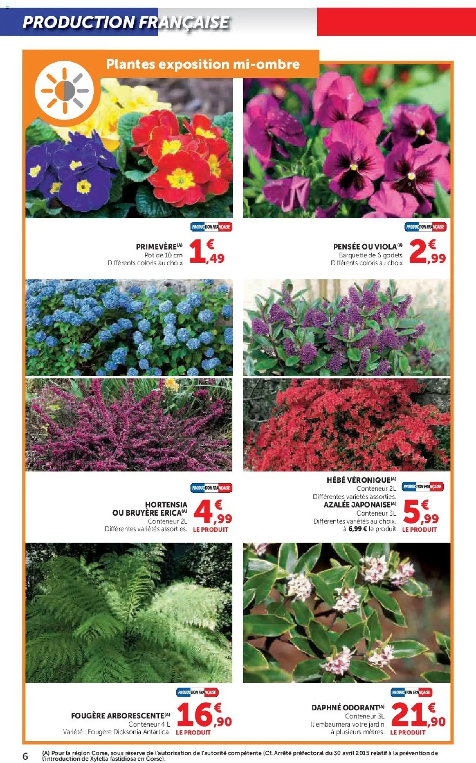 {H1} | Page: 6 | Produits: Hortensia, Plantes