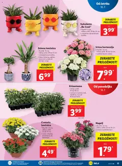 Lidl - Maribor │ velja od 10.07.2025 | Stran: 33 | Izdelki: Kos, Zelena