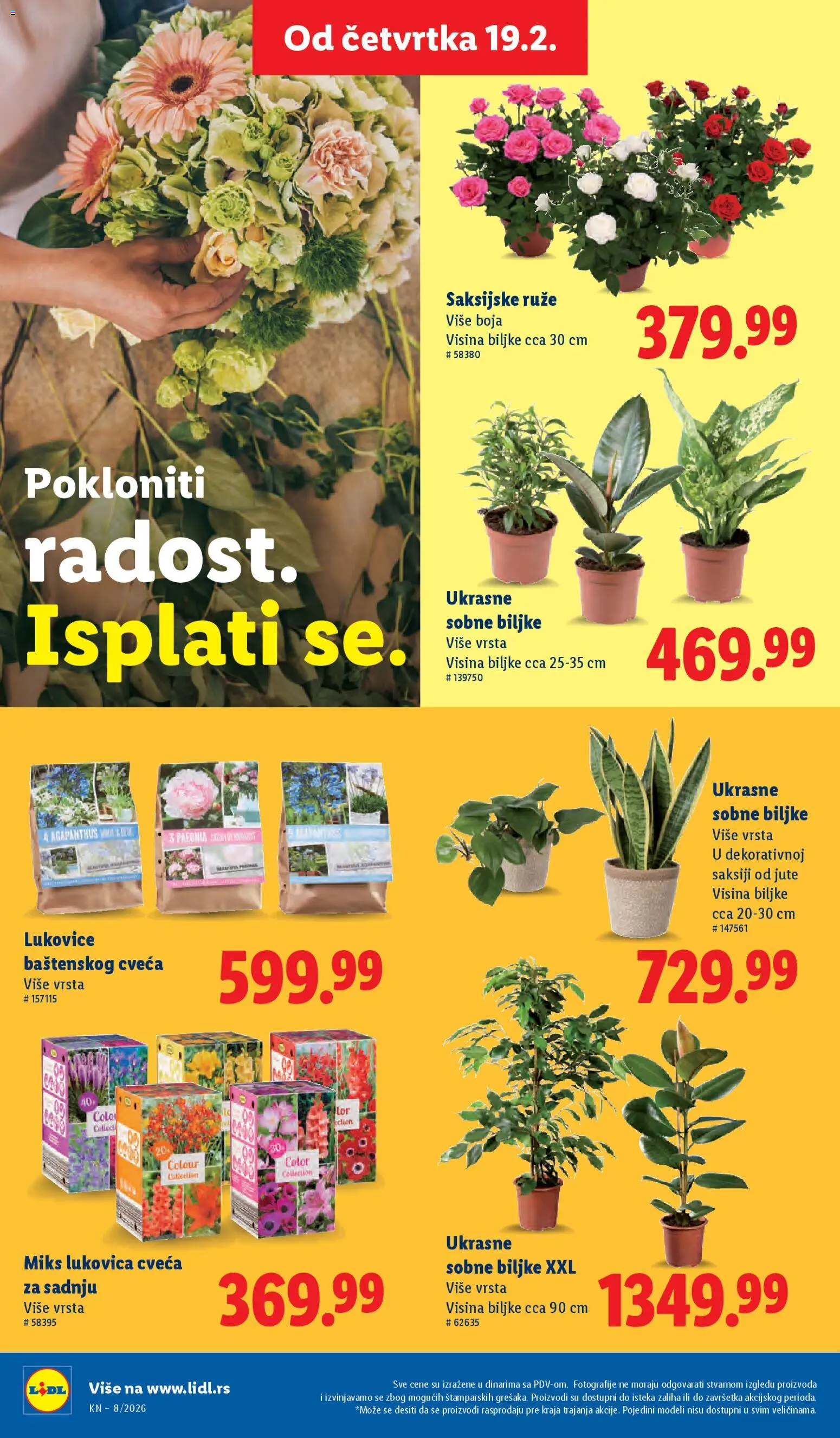 Lidl katalog - važi od 19.02.2026 | Strana: 48 | Proizvode: Sobne biljke, Ruze