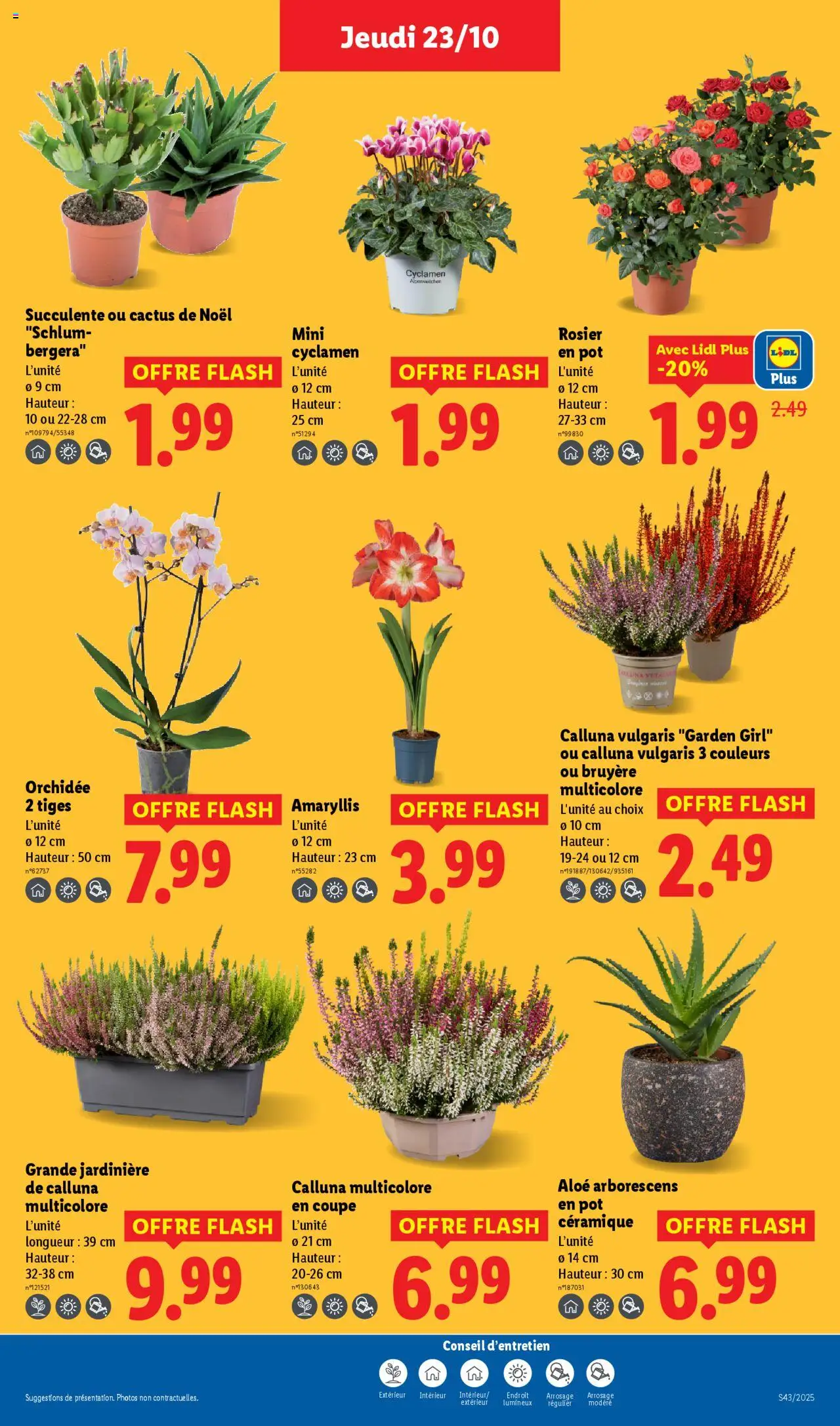 {H1} | Page: 27 | Produits: Rosier, Rosier en pot, Jardinière, Orchidée