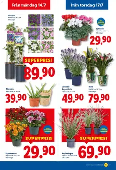 Lidl reklamblad aktuell från 14.07.2025 | Sida: 18 | Produkter: Lavendel, Prydnadsgräs