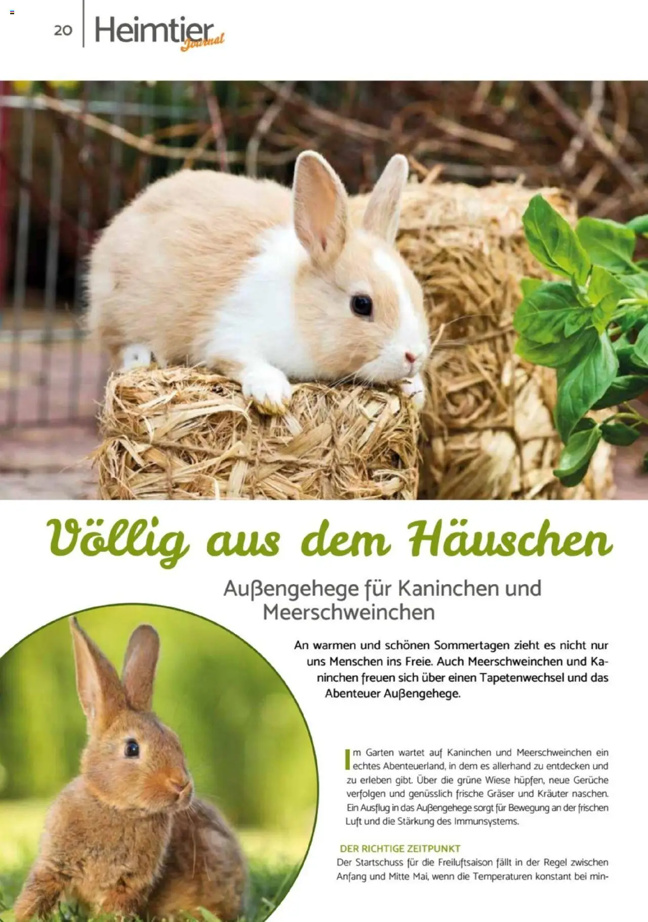 zookauf  Heimtier Journal - gültig ab dem 21.07.2025 | Seite: 20 | Produkte: Kaninchen