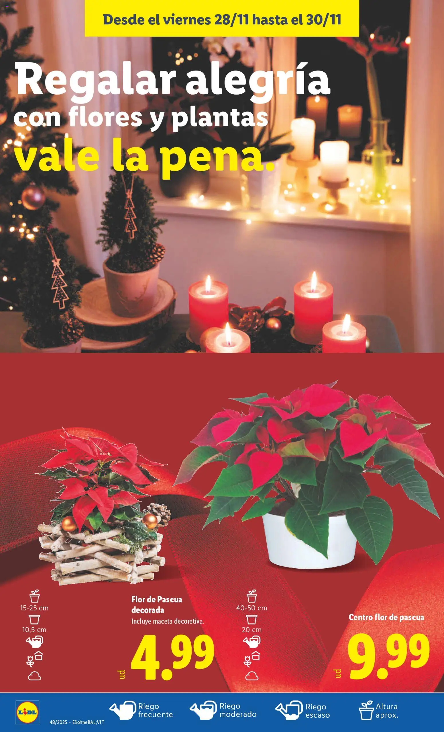 Lidl folleto │ válido desde el 24.11.2025 | Página: 38 | Productos: Maceta