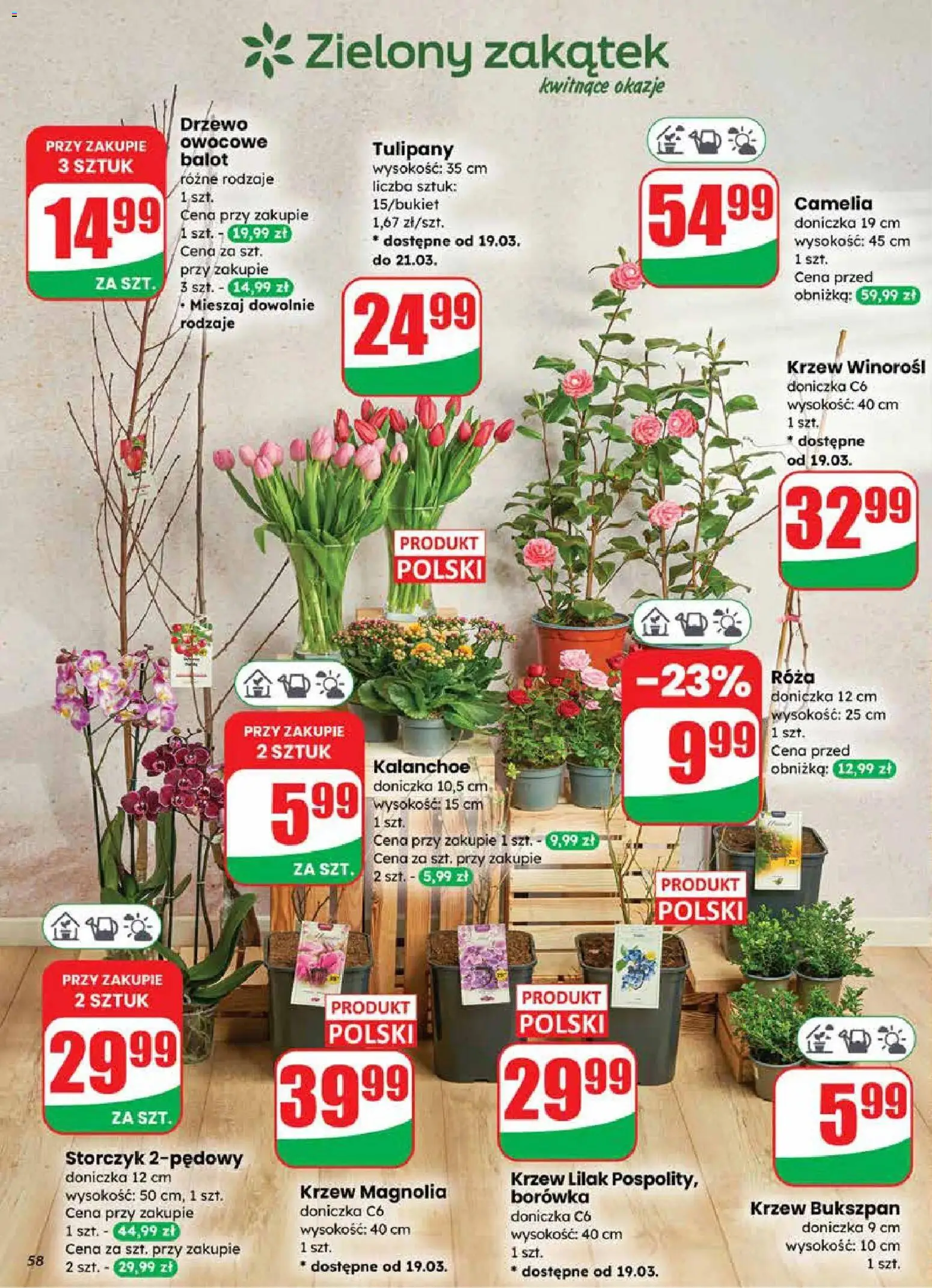 Dino gazetka od 18.03.2026 | Strona: 58 | Produkty: Doniczka, Kalanchoe, Storczyk, Tulipany