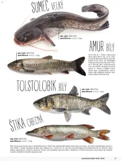 Náhled letáku Jip katalog ryby 2025 od 01.01.2025 | Strana: 11 | Produkty: Ryba, Ryby