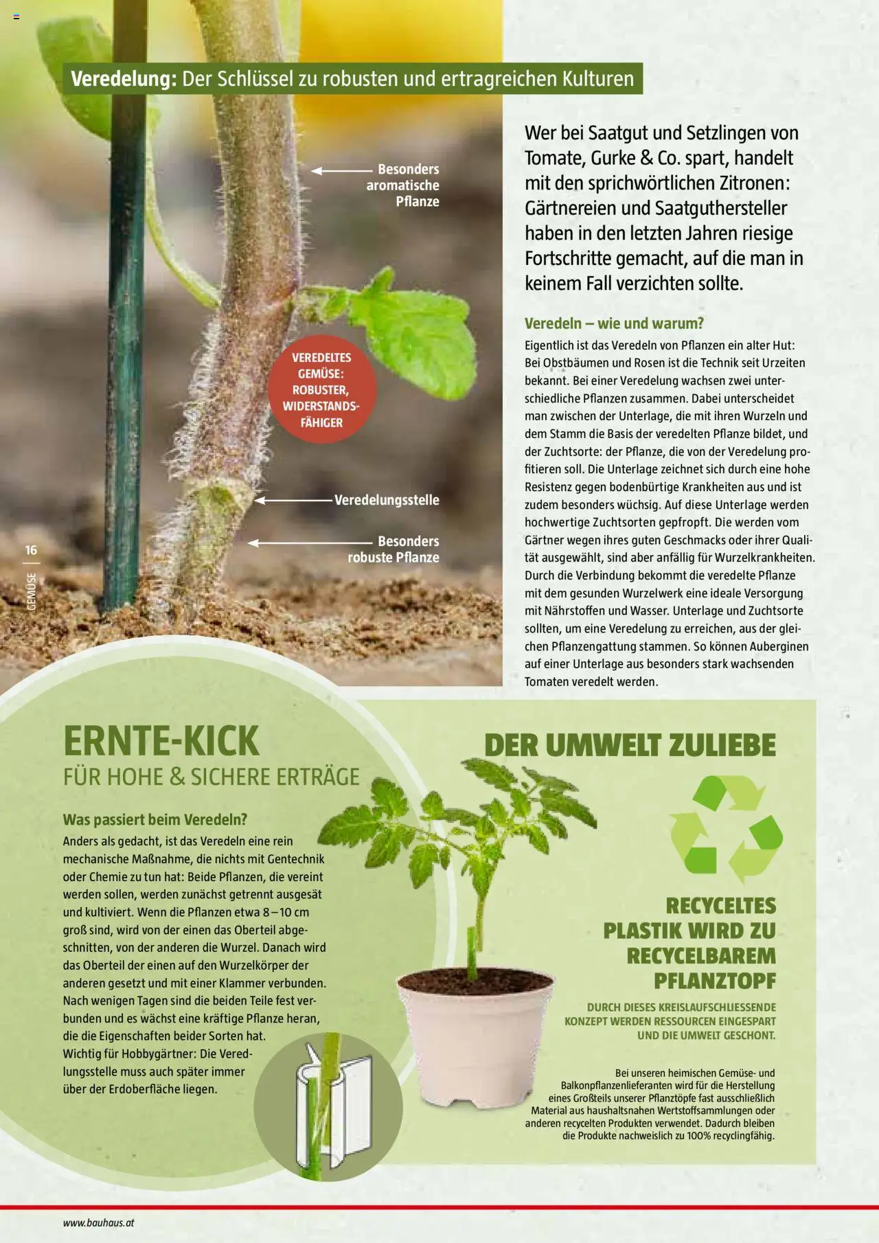 Bauhaus Reiche Ernte Magazin 2025 gültig ab 01.07.2025 | Seite: 16 | Produkte: Gemüse, Hut, Tomaten