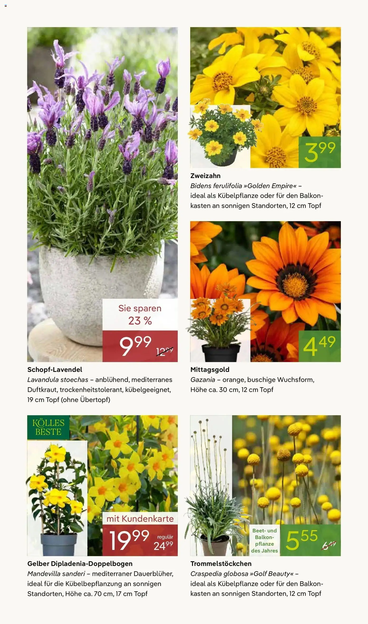 Pflanzen-Kölle Frühlingsfreude – gültig ab 13.04.2026 | Seite: 2