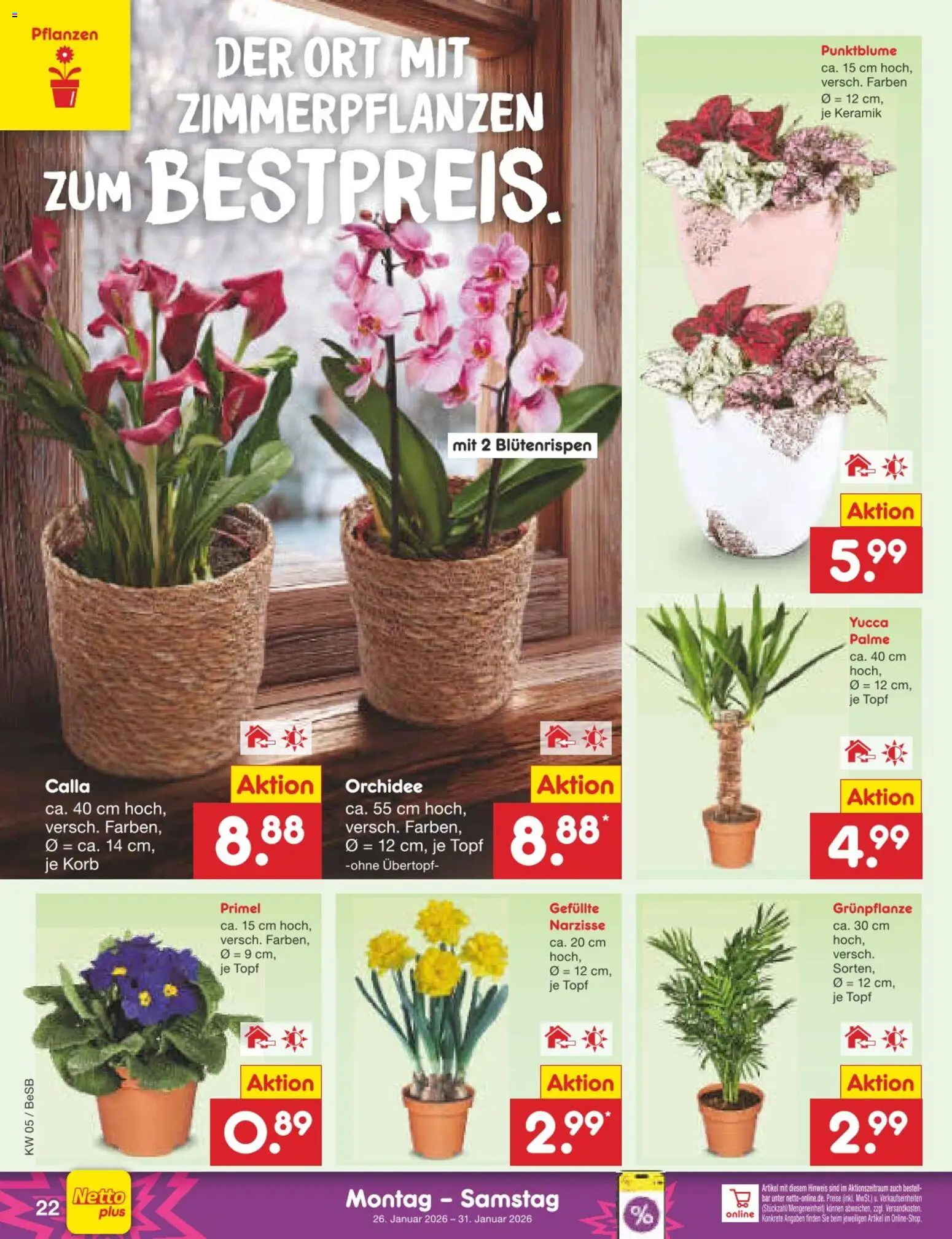 Netto Marken-Discount Prospekt 	 – gültig ab 26.01.2026 | Seite: 24 | Produkte: Orchidee, Korb